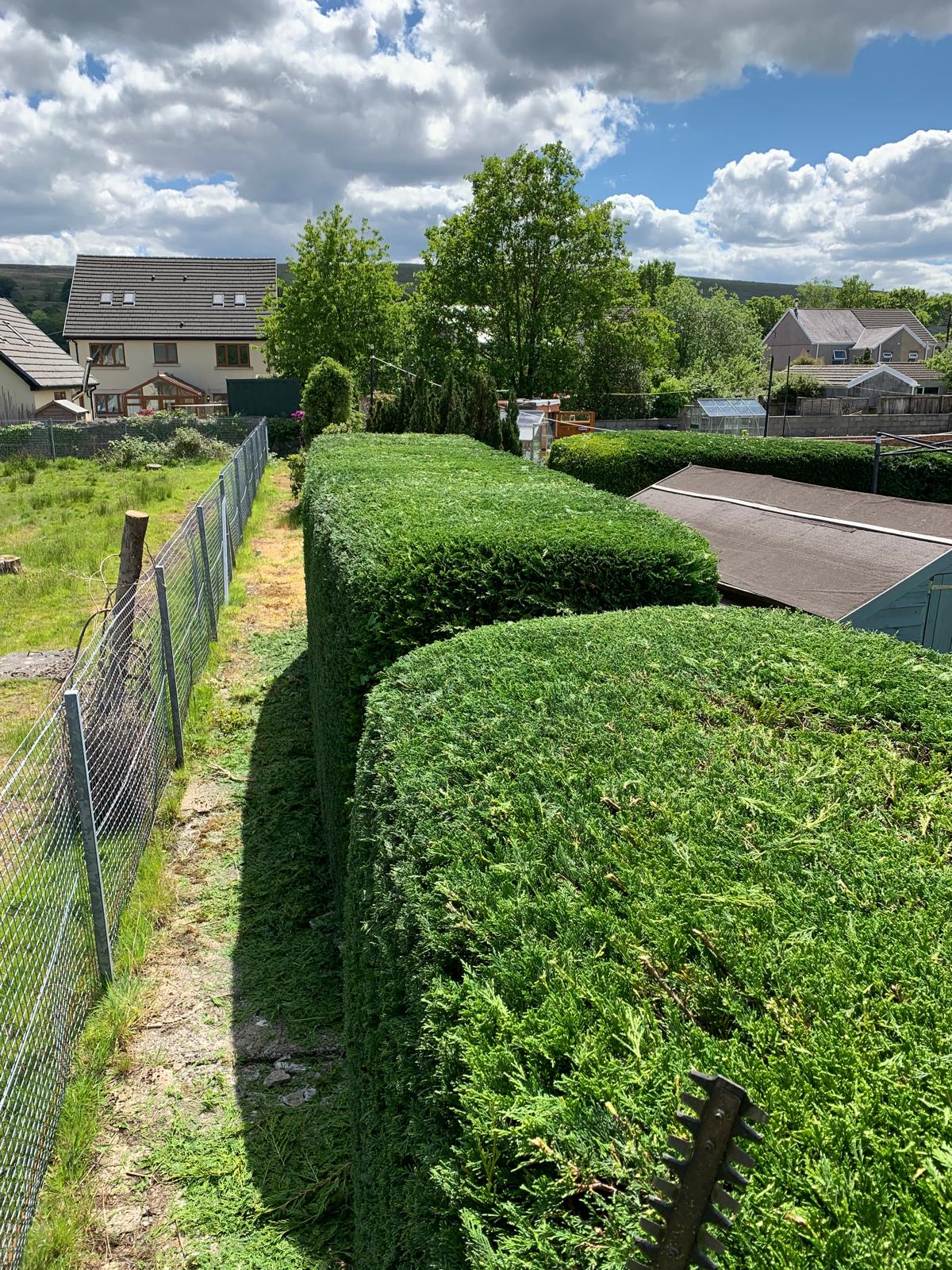 Hedge cutting