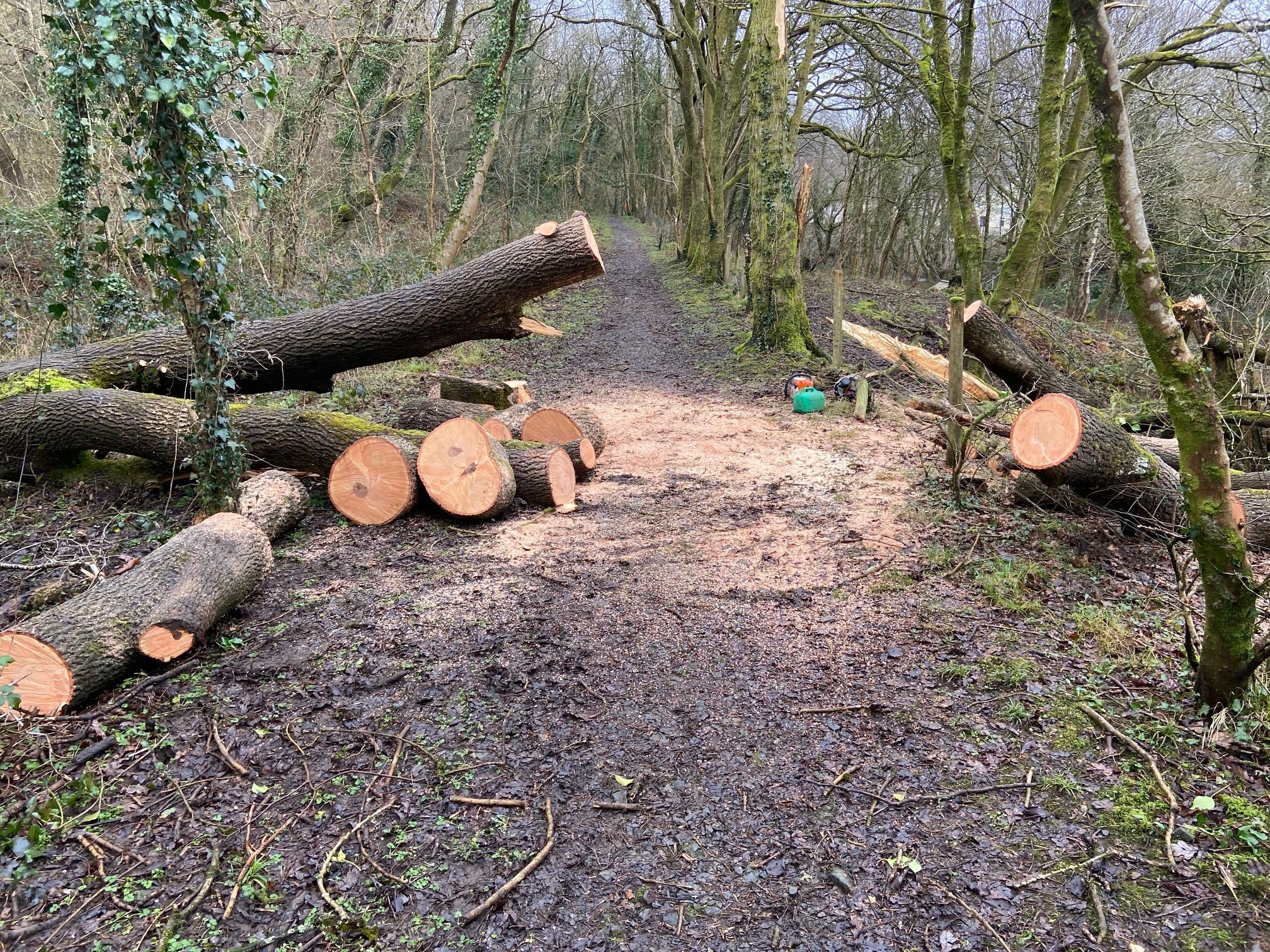 Tree surgery South Wales